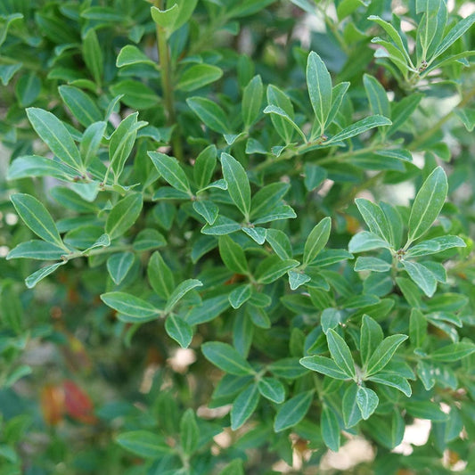 Ilex Squeeze Box™ Inkberry Holly