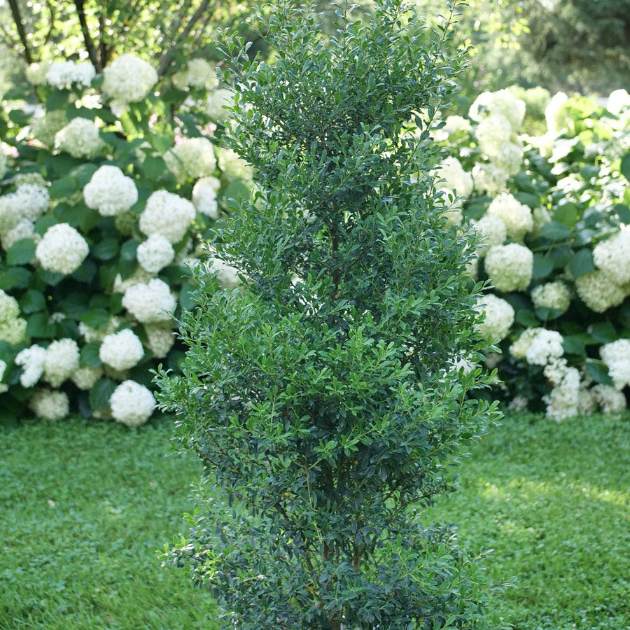 Ilex Squeeze Box™ Inkberry Holly