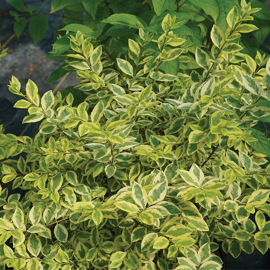 Ligustrum Good Vibrations® Privet