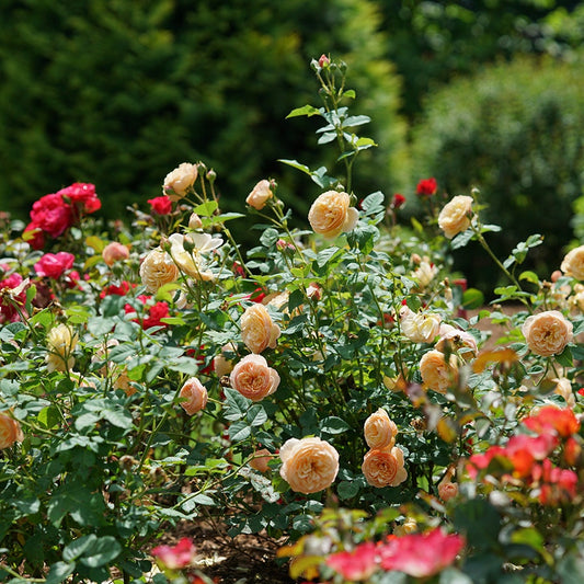 Rosa Flavorette™ Honey-Apricot Rose