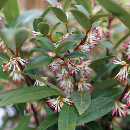 Sarcococca Sweet & Lo™ Sweet Box