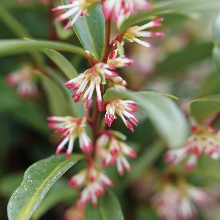 Sarcococca Sweet & Lo™ Sweet Box