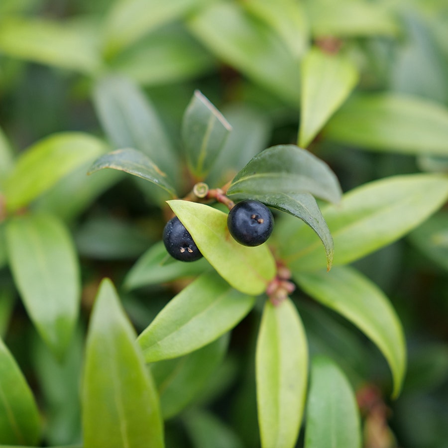 Sarcococca Sweet & Lo™ Sweet Box