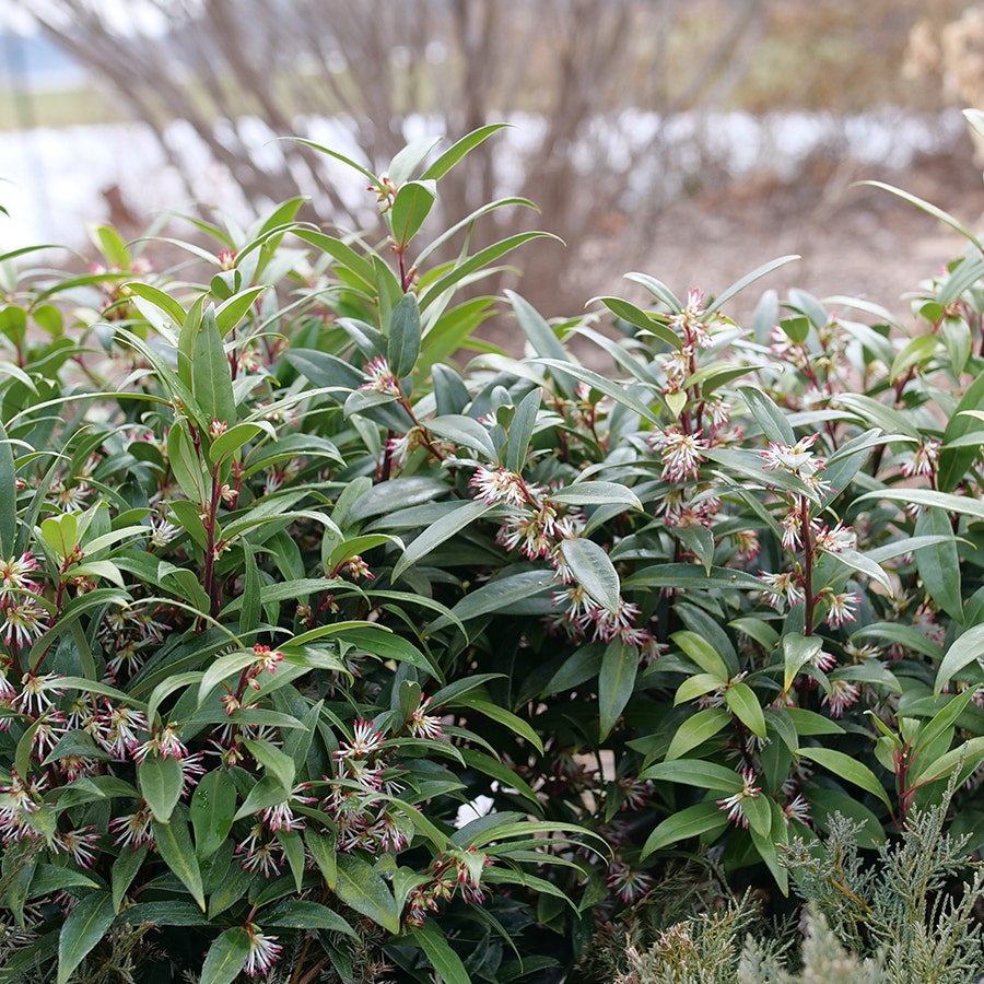 Sarcococca Sweet & Lo™ Sweet Box