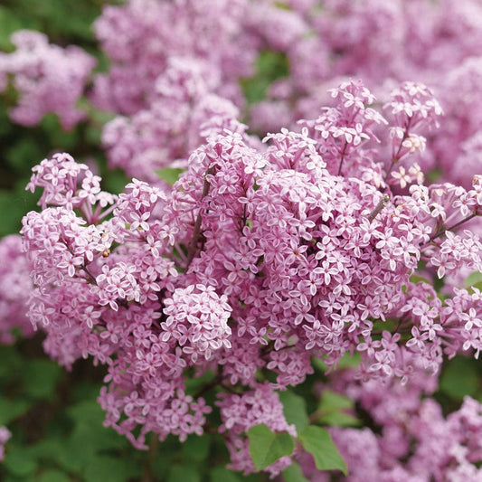 Syringa Bloomerang® Purpink™ Lilac