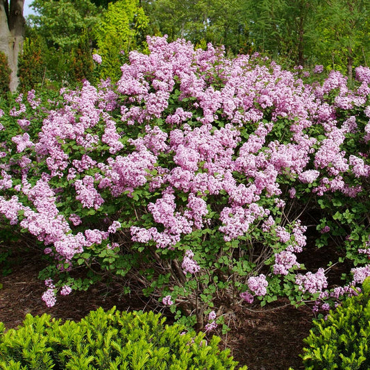 Syringa Bloomerang® Purpink™ Lilac