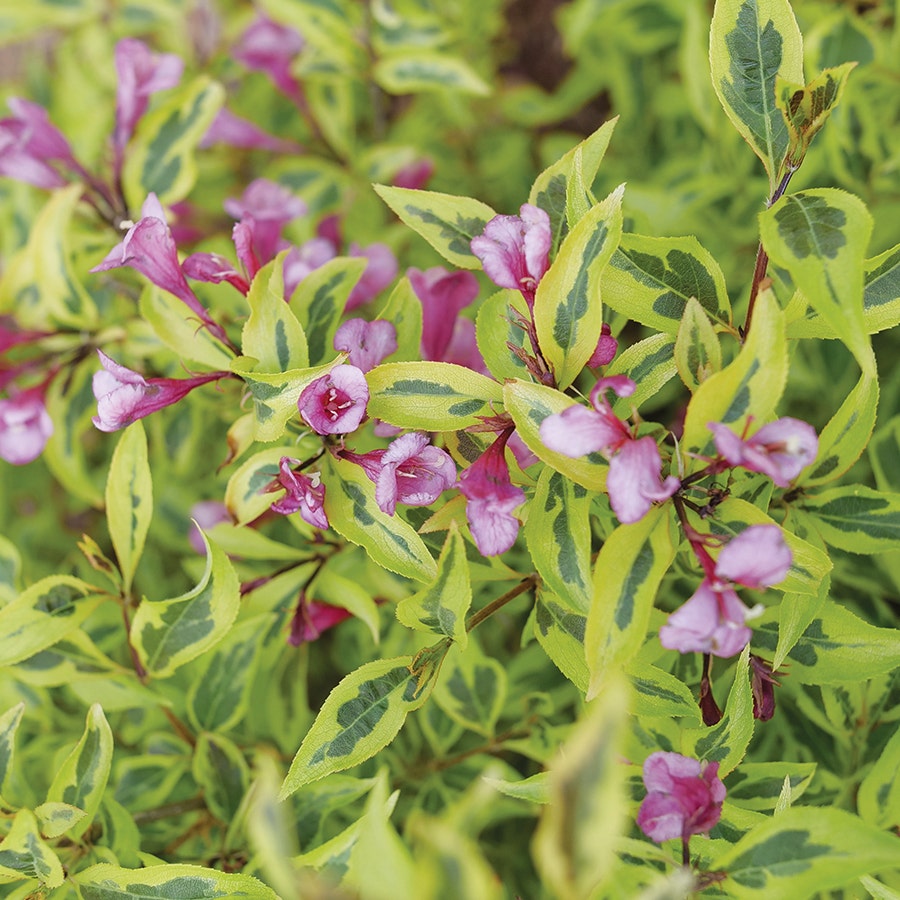 Weigela Bubbly Wine™