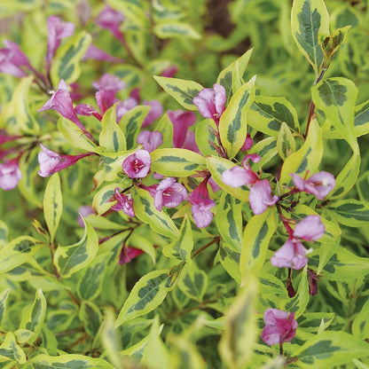 Weigela Bubbly Wine™