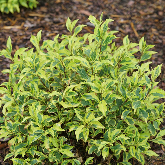 Weigela Bubbly Wine™