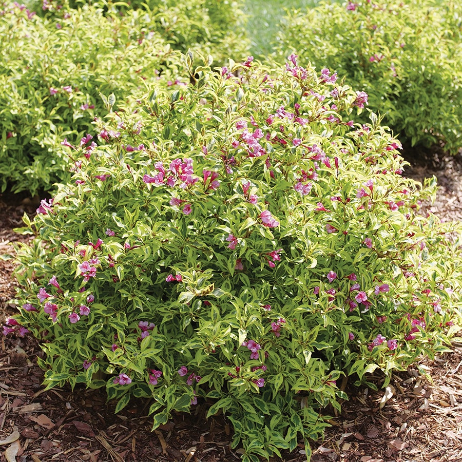 Weigela Bubbly Wine™