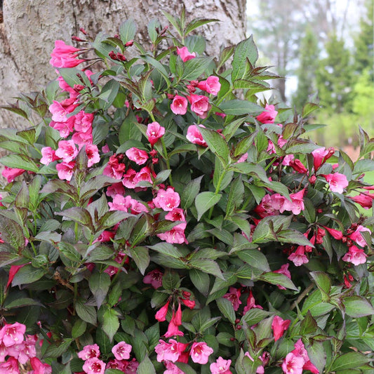 Weigela Sonic Bloom Wine™