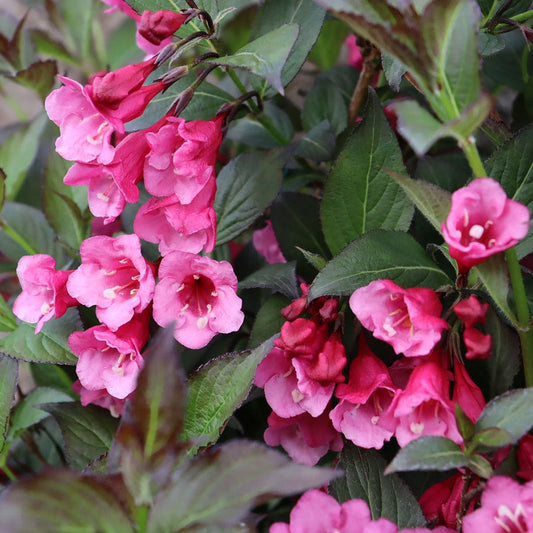 Weigela Sonic Bloom Wine™
