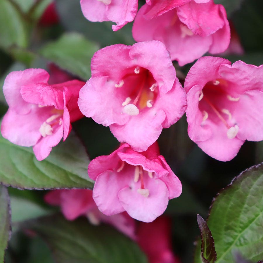 Weigela Sonic Bloom Wine™