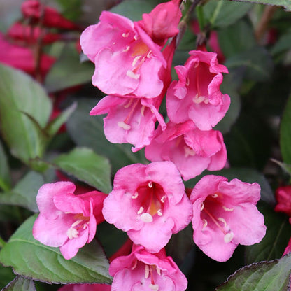 Weigela Sonic Bloom Wine™