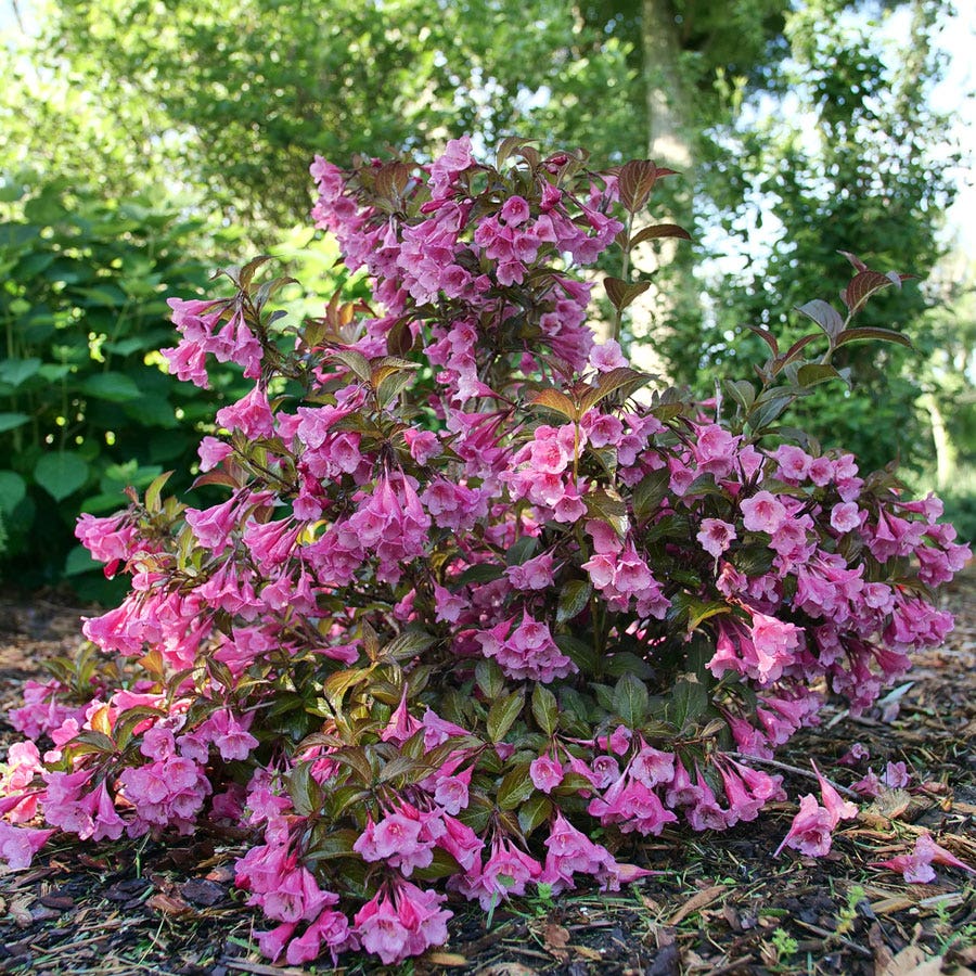 Weigela Sonic Bloom Wine™