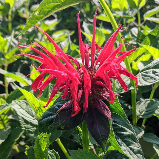 Monarda 'Jacob Cline'