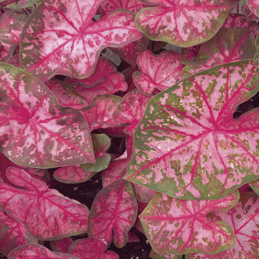 Caladium Pink Beauty Bulbs