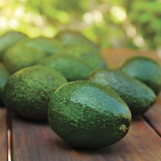 Persea Holiday Avocado