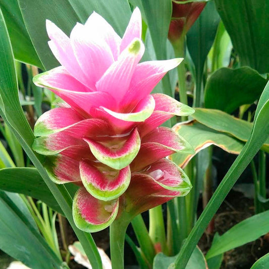 Curcuma 'Twitter' Ornamental Turmeric Bulbs