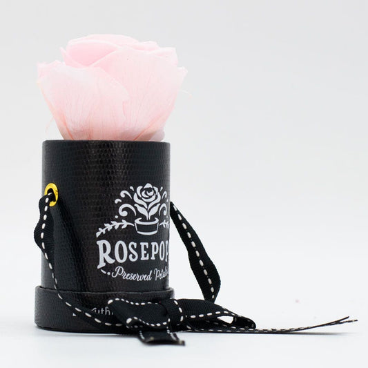 Rosepops™ One Up Cotton Candy Preserved Rose