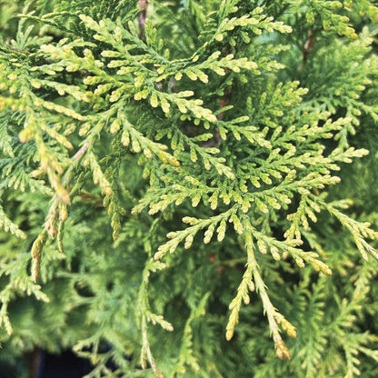 Thuja 'Junior Giant' Arborvitae