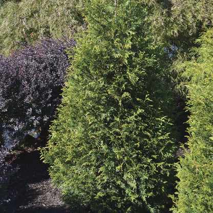 Thuja 'Junior Giant' Arborvitae