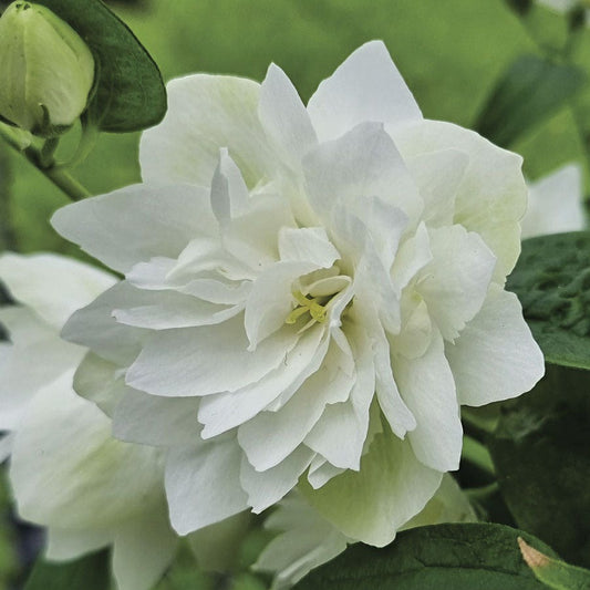 Philadelphus Pearls of Perfume Mock Orange