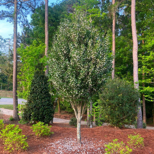 Styrax APrystine Spire™ Japanese Snowbell