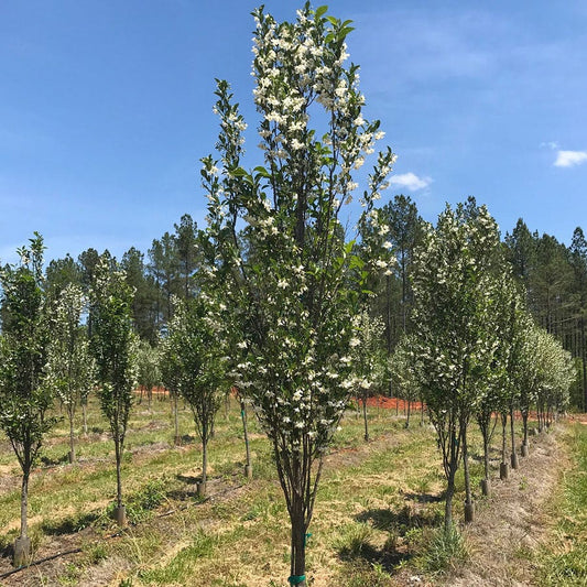 Styrax APrystine Spire™ Japanese Snowbell