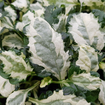 Ajuga Princess Leia