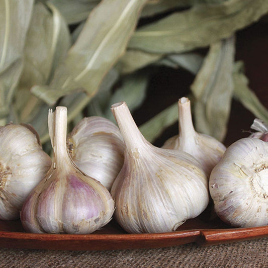 Garlic Musik Organic Bulbs