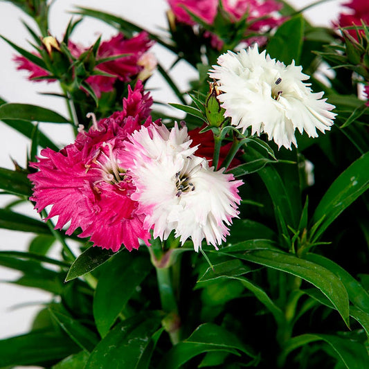 Dianthus Sugar N' Spice