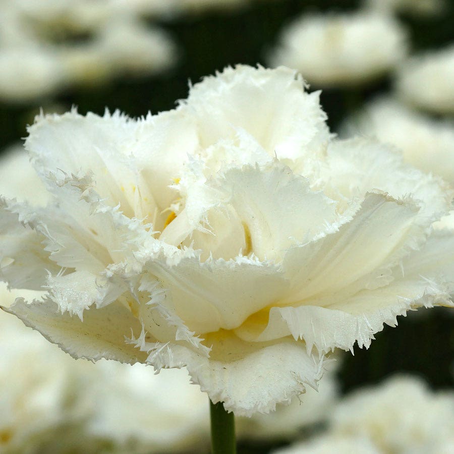 Tulipa 'Snow Crystal' Bulbs