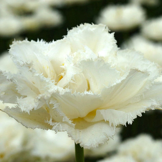 Tulipa 'Snow Crystal' Bulbs