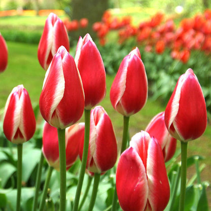 Tulipa Candy Apple Delight Bulbs