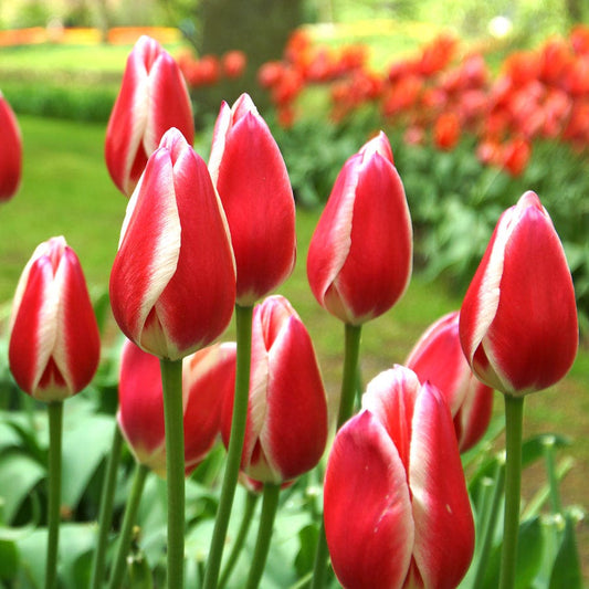 Tulipa Candy Apple Delight Bulbs