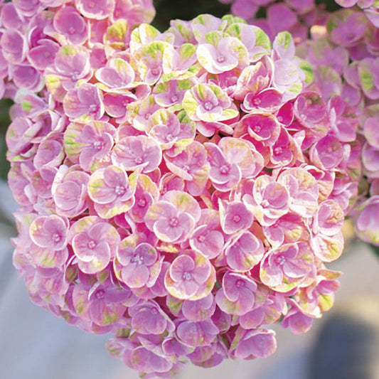 Hydrangea Magical® Amazone Bigleaf Hydrangea