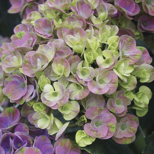 Hydrangea Magical® Amazone Bigleaf Hydrangea
