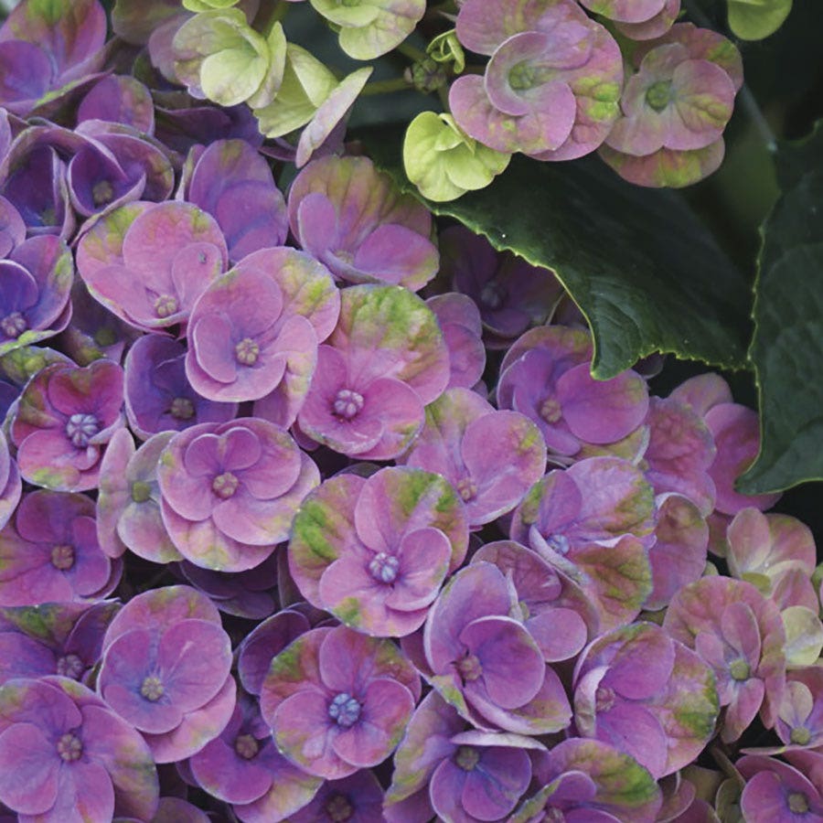 Hydrangea Magical® Amazone Bigleaf Hydrangea