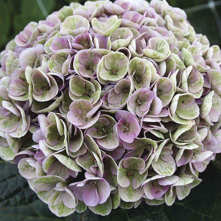 Hydrangea Magical® Amazone Bigleaf Hydrangea