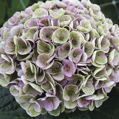 Hydrangea Magical® Amazone Bigleaf Hydrangea