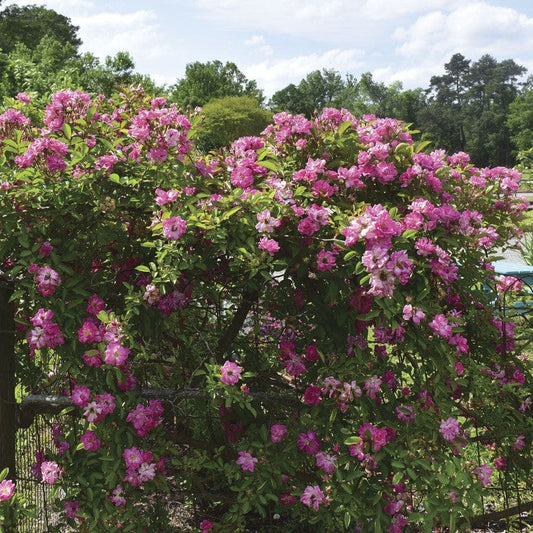 Rosa Peggy Martin