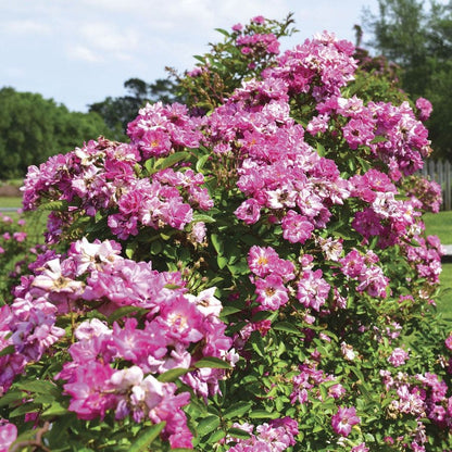 Rosa Peggy Martin
