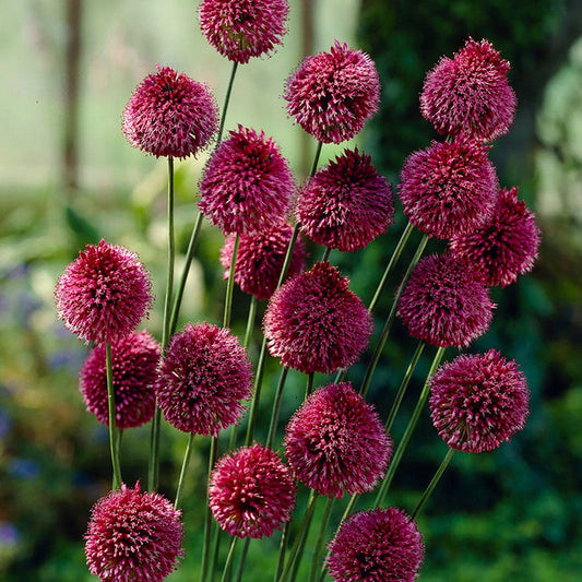 Allium Drumbstick Ornamental Onion Bulbs