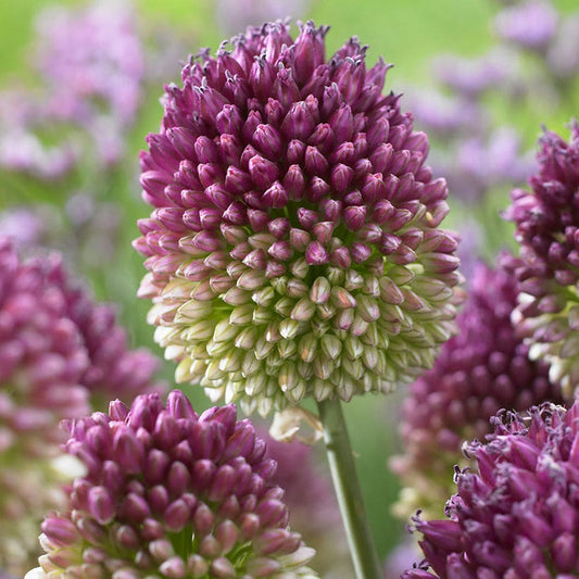 Allium Drumbstick Ornamental Onion Bulbs
