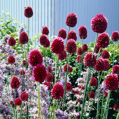 Allium Drumbstick Ornamental Onion Bulbs