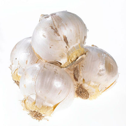 Allium Drumbstick Ornamental Onion Bulbs