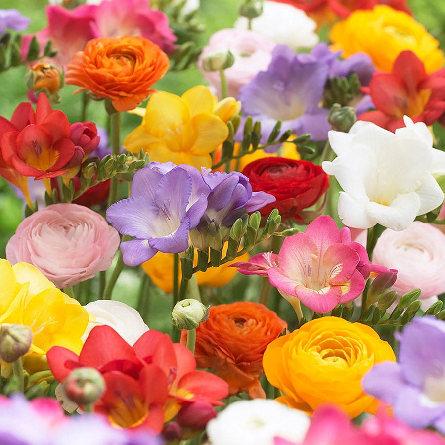 Freesia & Ranunculus Grand Blend Bulbs