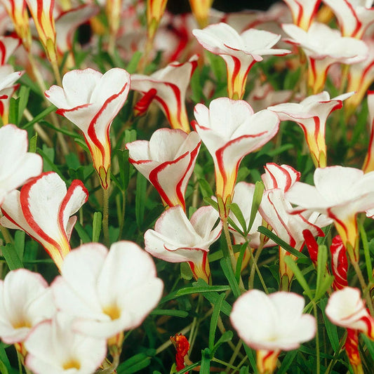 Oxalis Candy Cane Sorrel Bulbs
