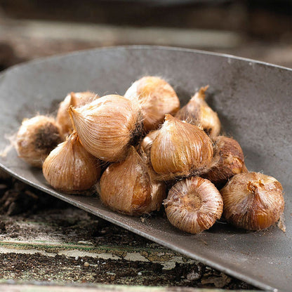 Oxalis Candy Cane Sorrel Bulbs